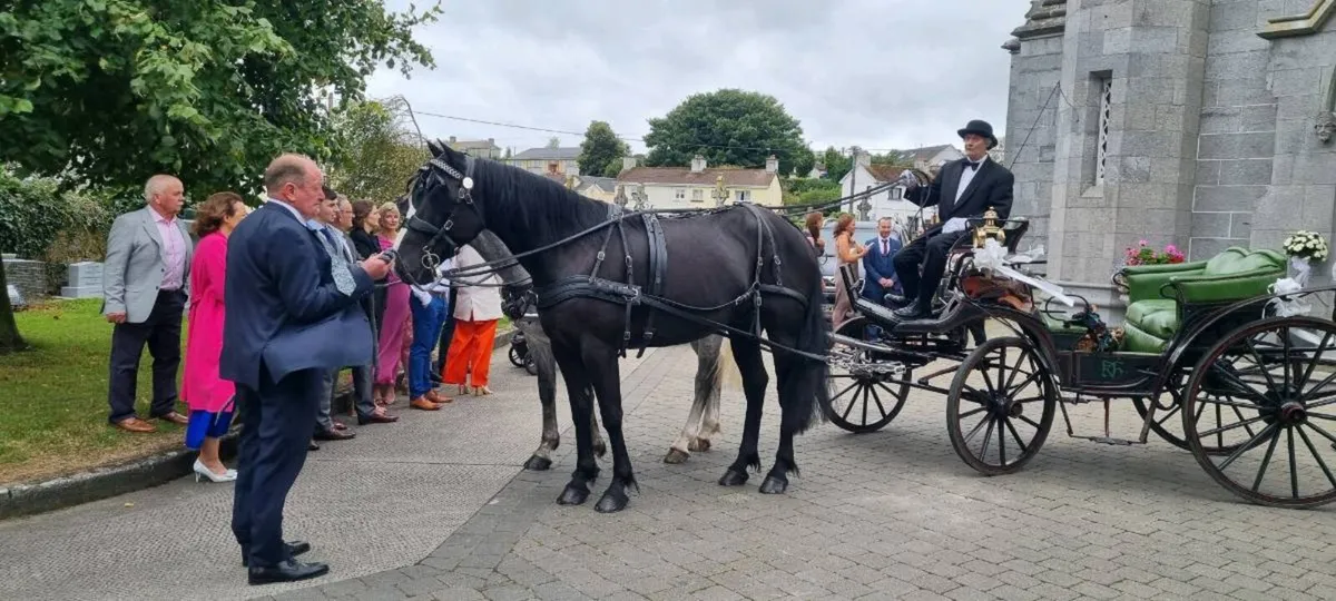 Rodger, Black Ride and drive gelding - Image 1