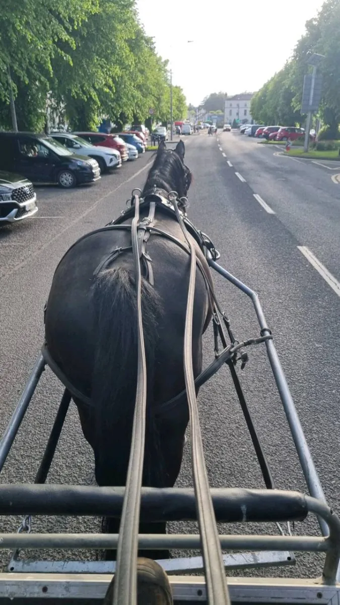 Rodger, Black Ride and drive gelding - Image 2