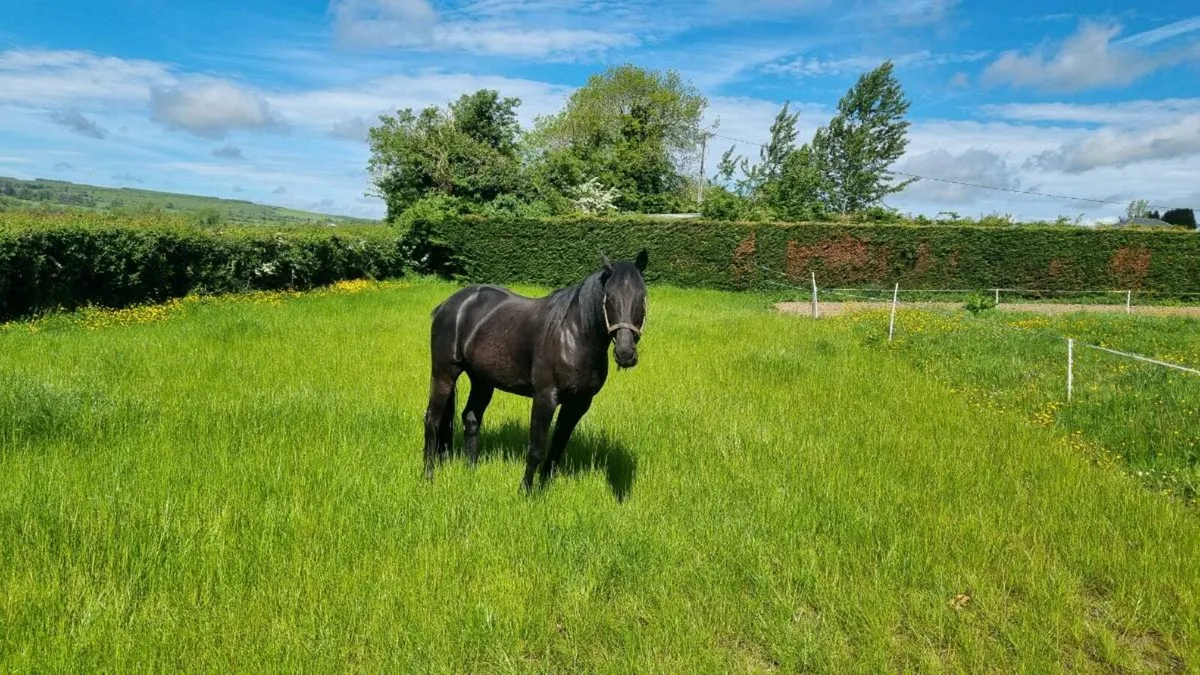 Rodger, Black Ride and drive gelding - Image 3