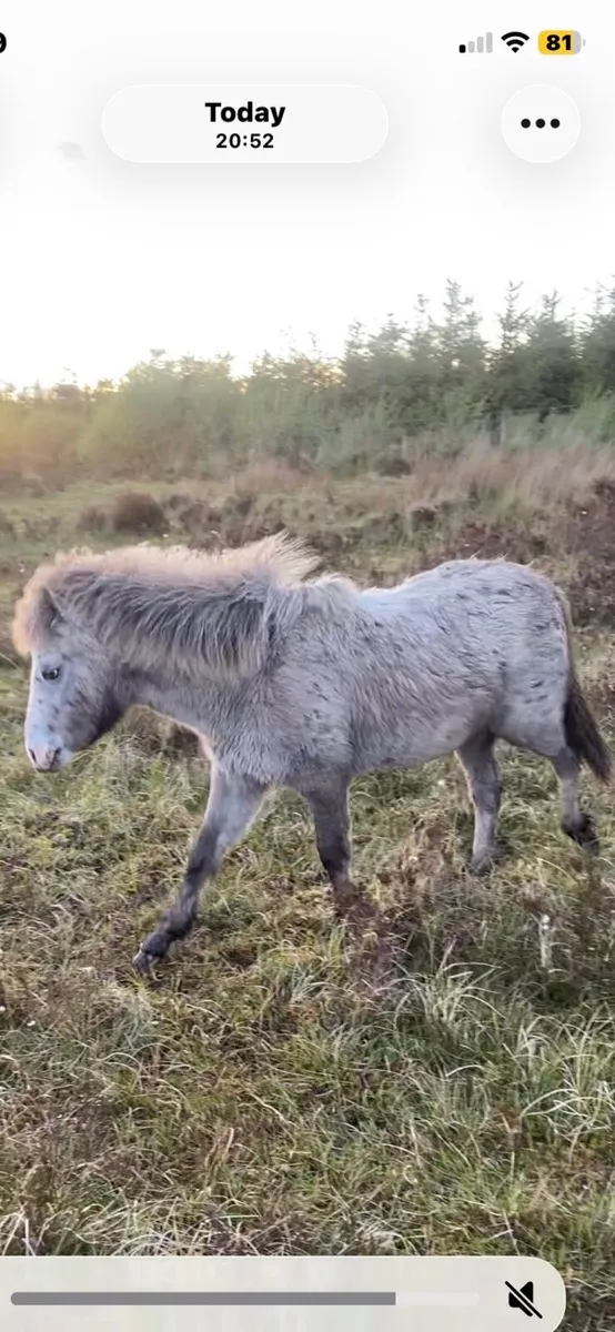 Kerry bog pony colt - Image 3