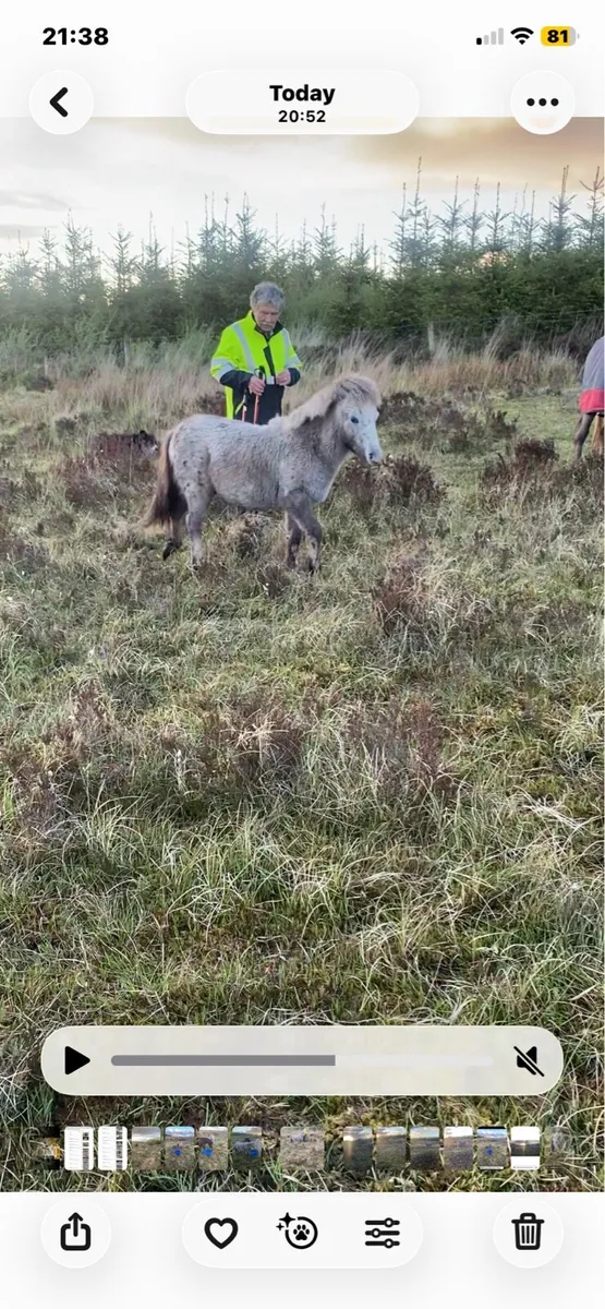 Kerry bog pony colt - Image 4
