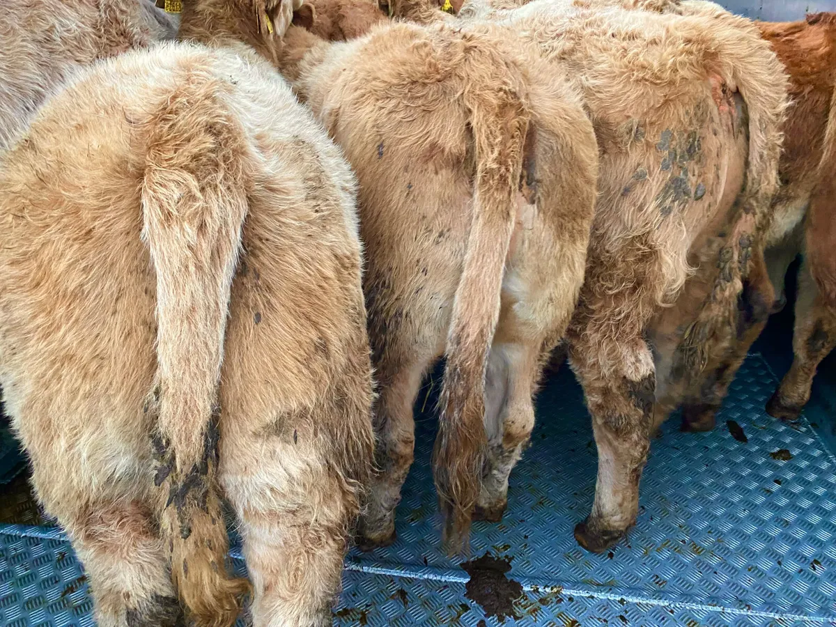 Golden Charolais Heifers - Image 3