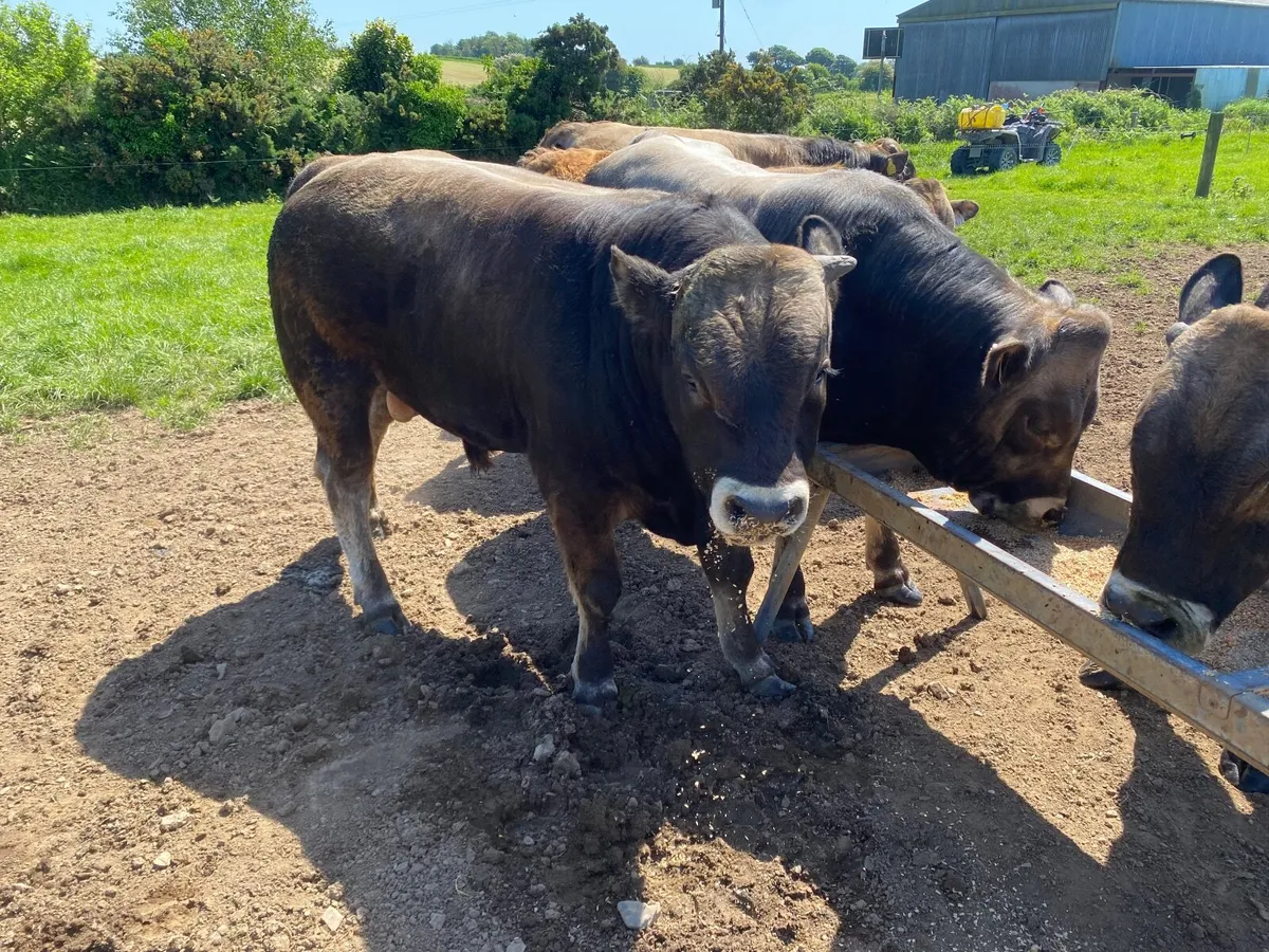 Bulls - Image 1