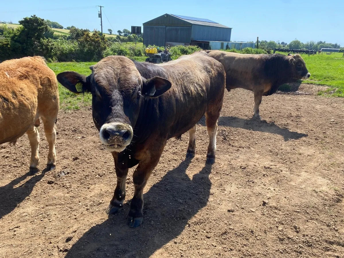 Bulls - Image 2
