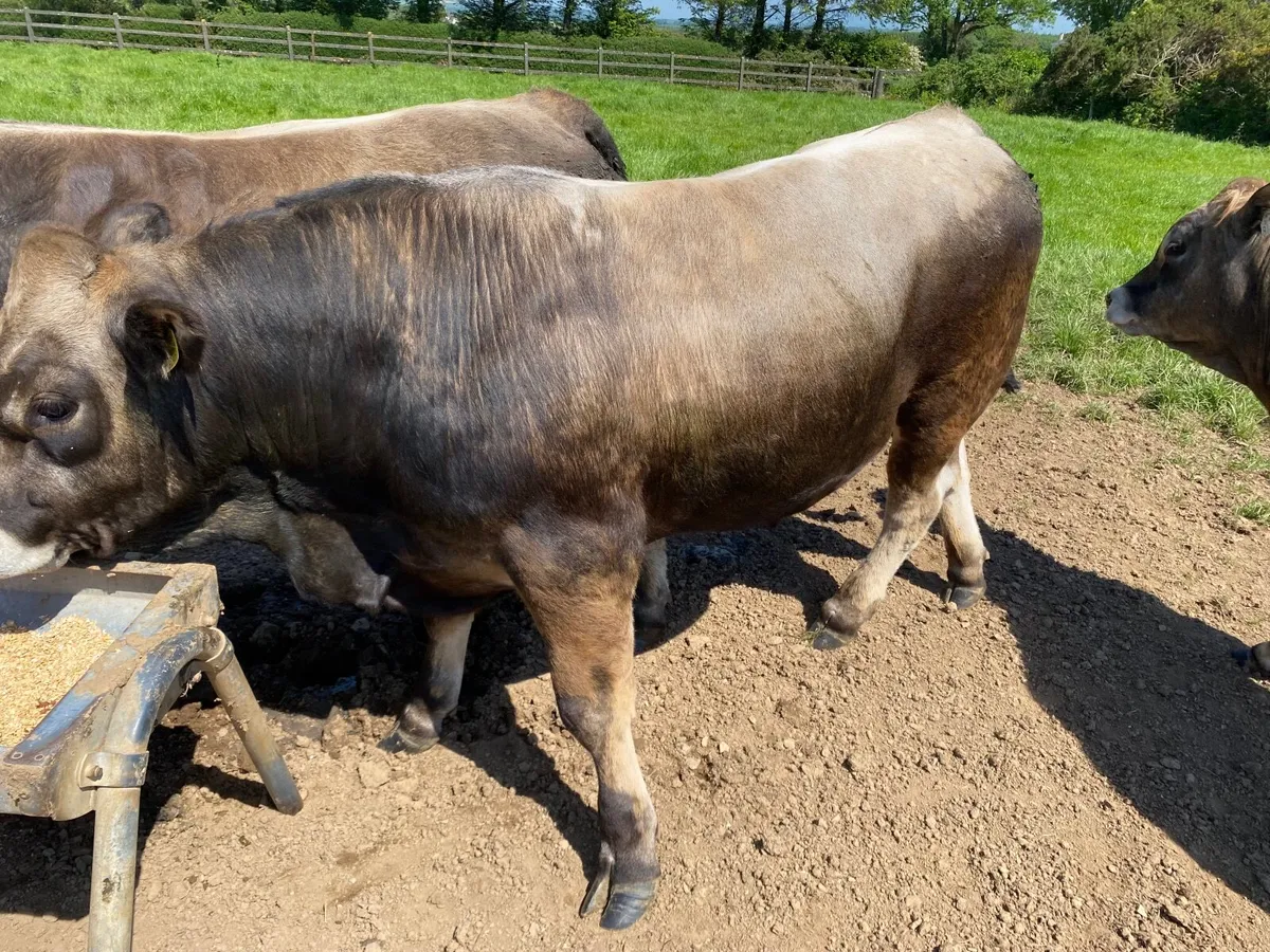 Bulls - Image 3