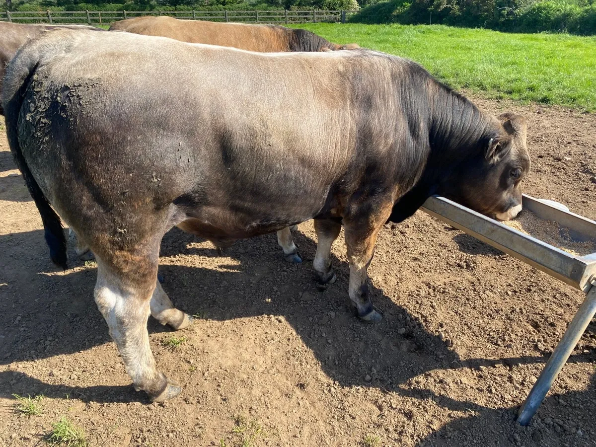 Bulls - Image 4