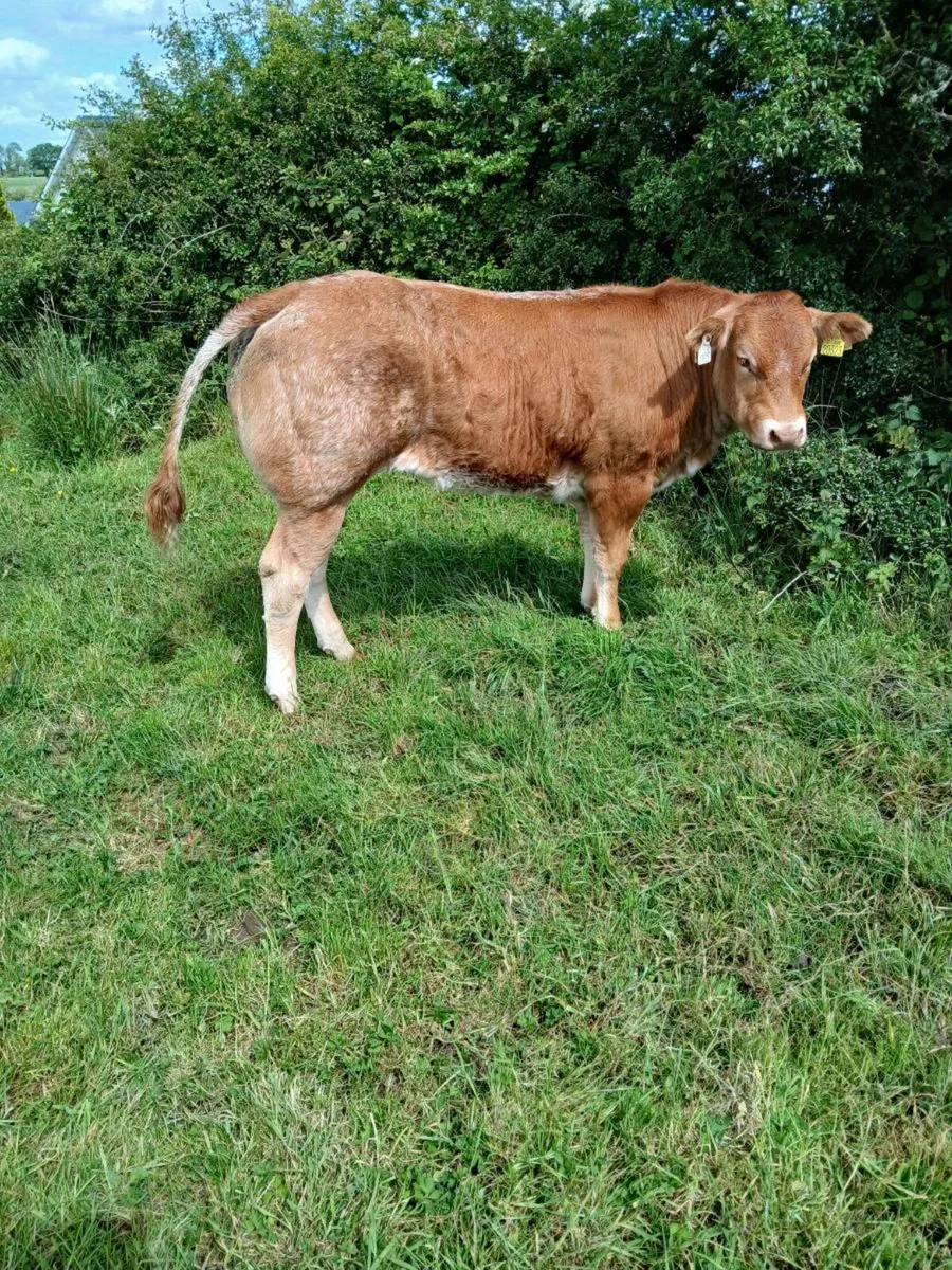 Weanlings Heifers - Image 3