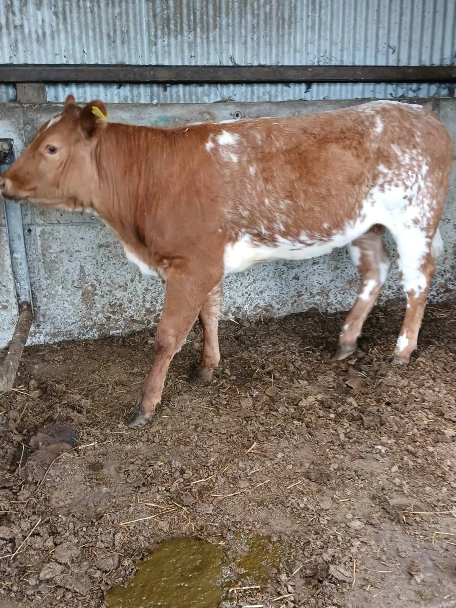 Weanlings Heifers - Image 4