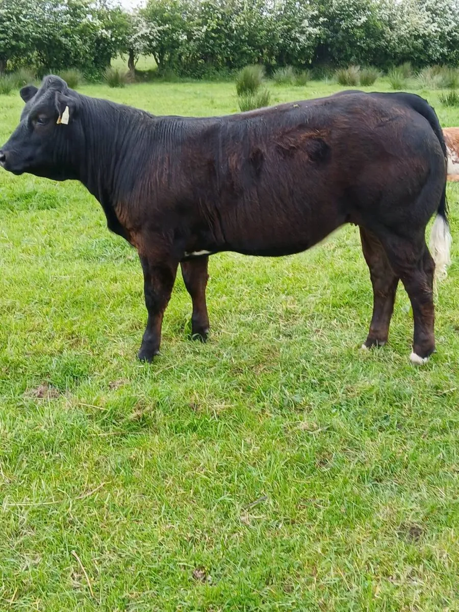 Weanlings Heifers - Image 2
