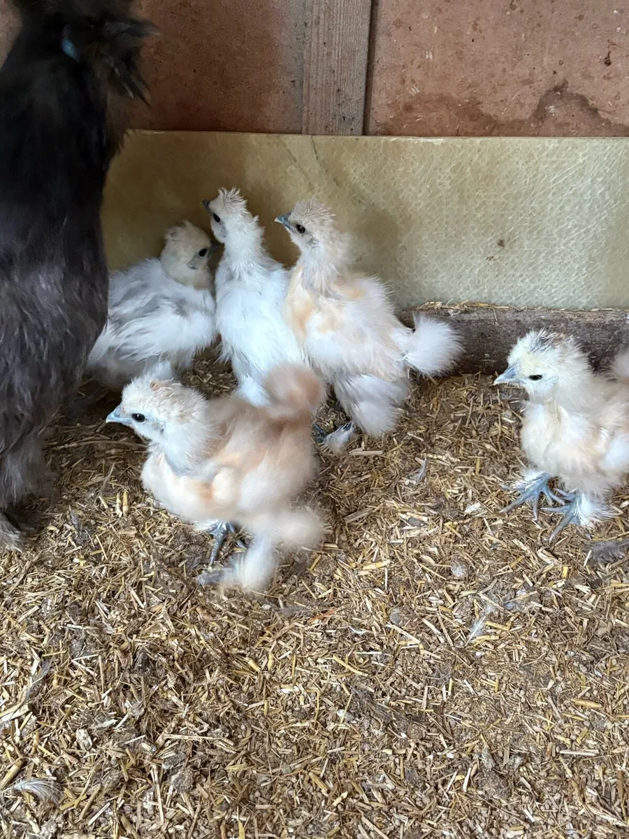 USA silkie chicks - Image 1