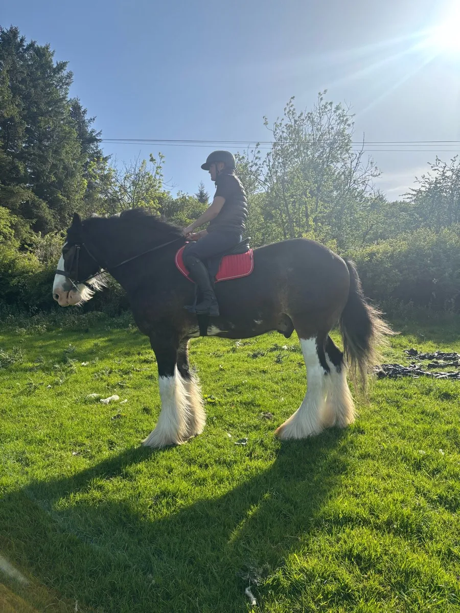 Paddy (Clydesdale gelding ) - Image 1