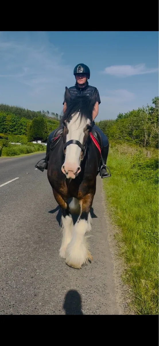 Paddy (Clydesdale gelding ) - Image 2