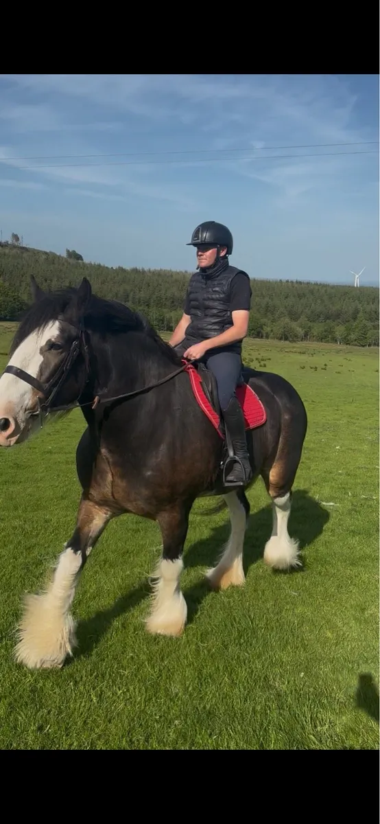 Paddy (Clydesdale gelding ) - Image 3