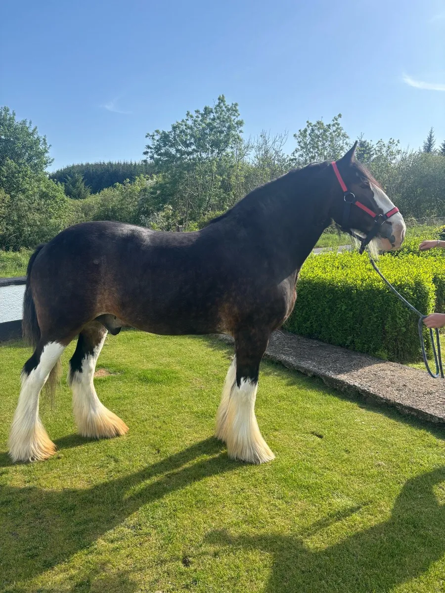 Paddy (Clydesdale gelding ) - Image 4