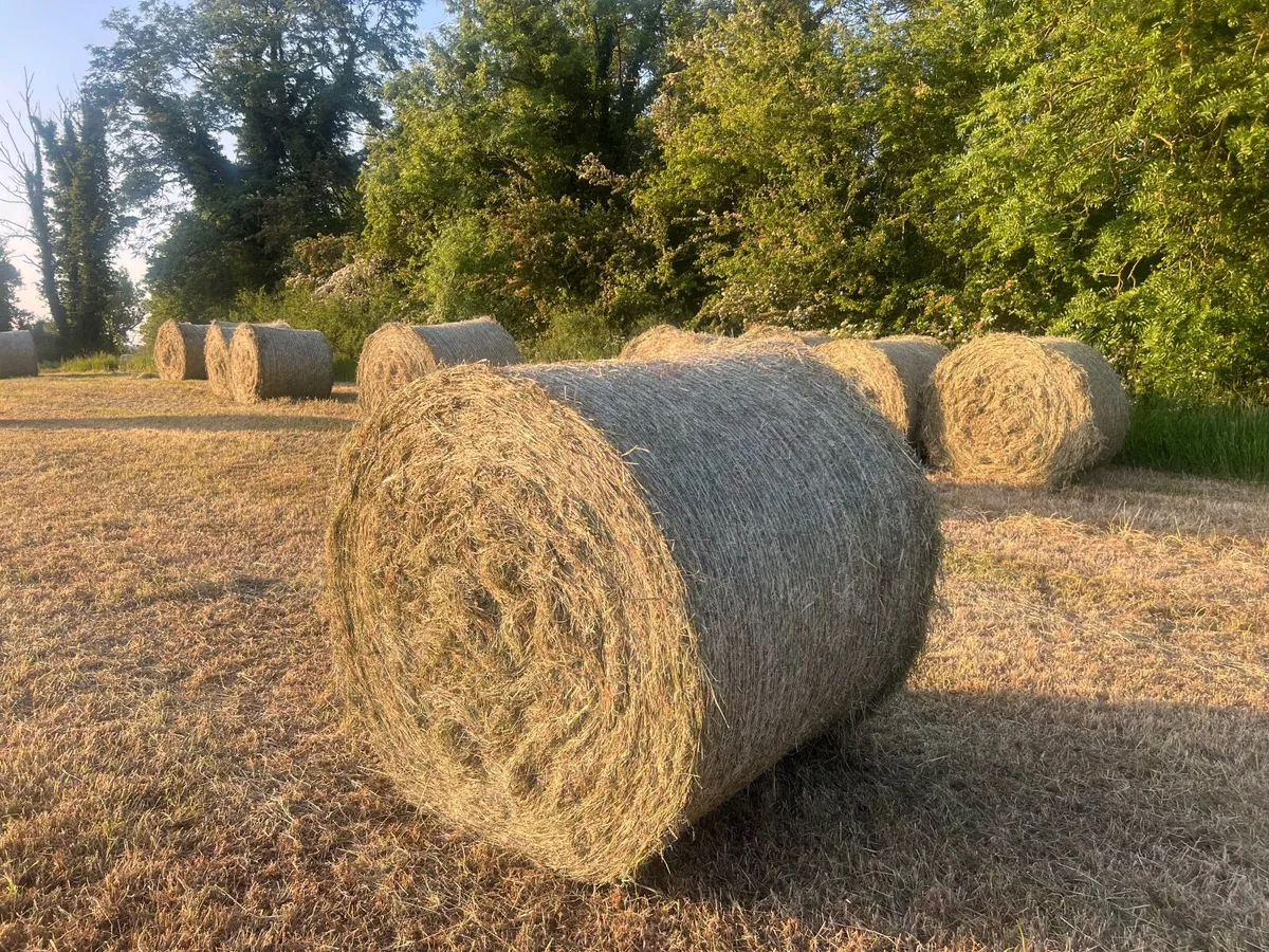 Round hay bales - Image 2