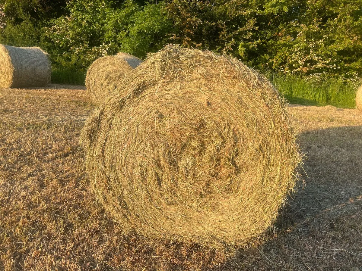 Round hay bales - Image 3