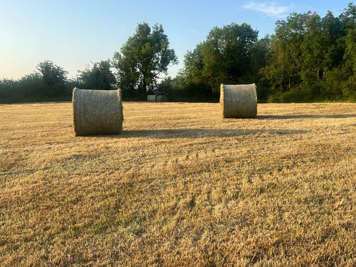 Round hay bales - Image 1
