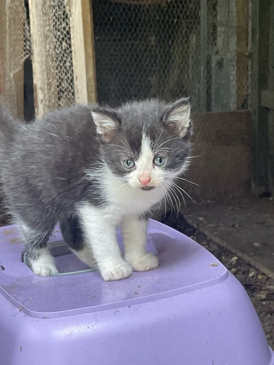 Kitten’s - Image 2