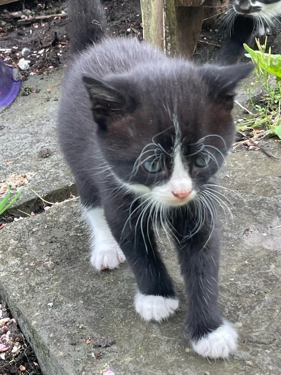 Kitten’s - Image 1