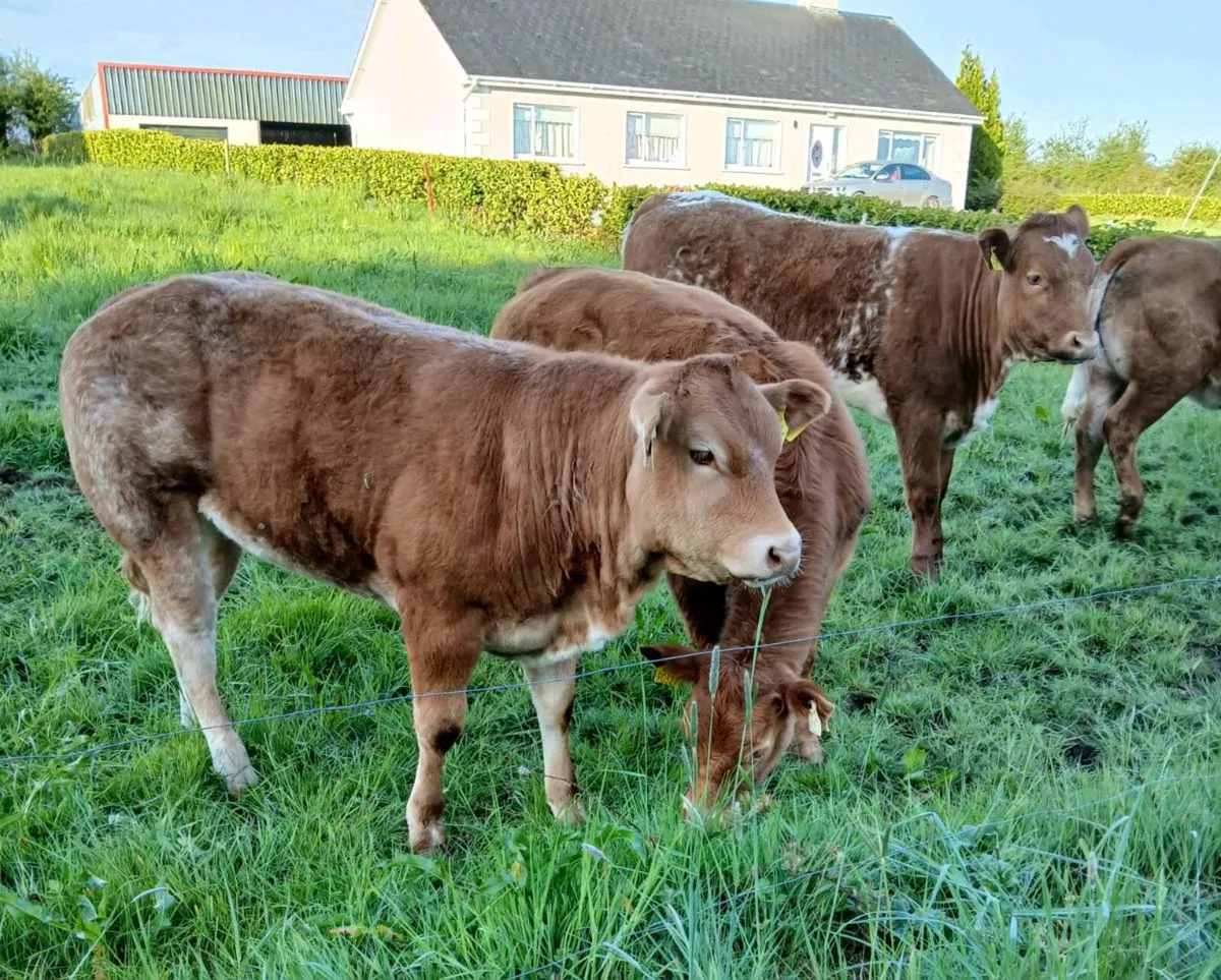 Weanlings Heifers - Image 1