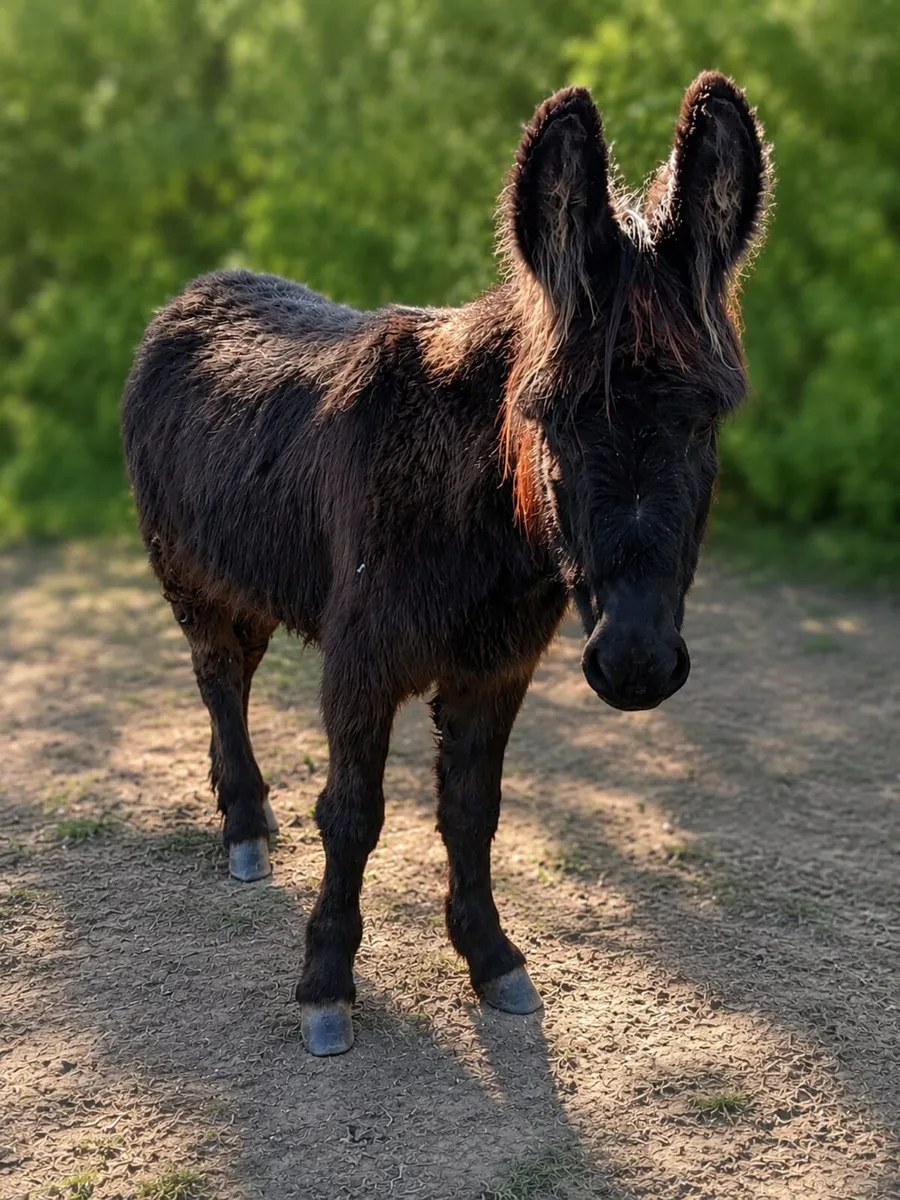 Jenny Donkey - Image 1