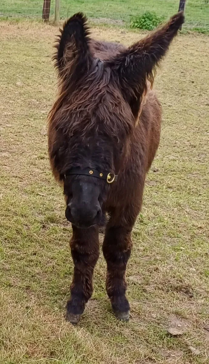 Jenny Donkey - Image 3