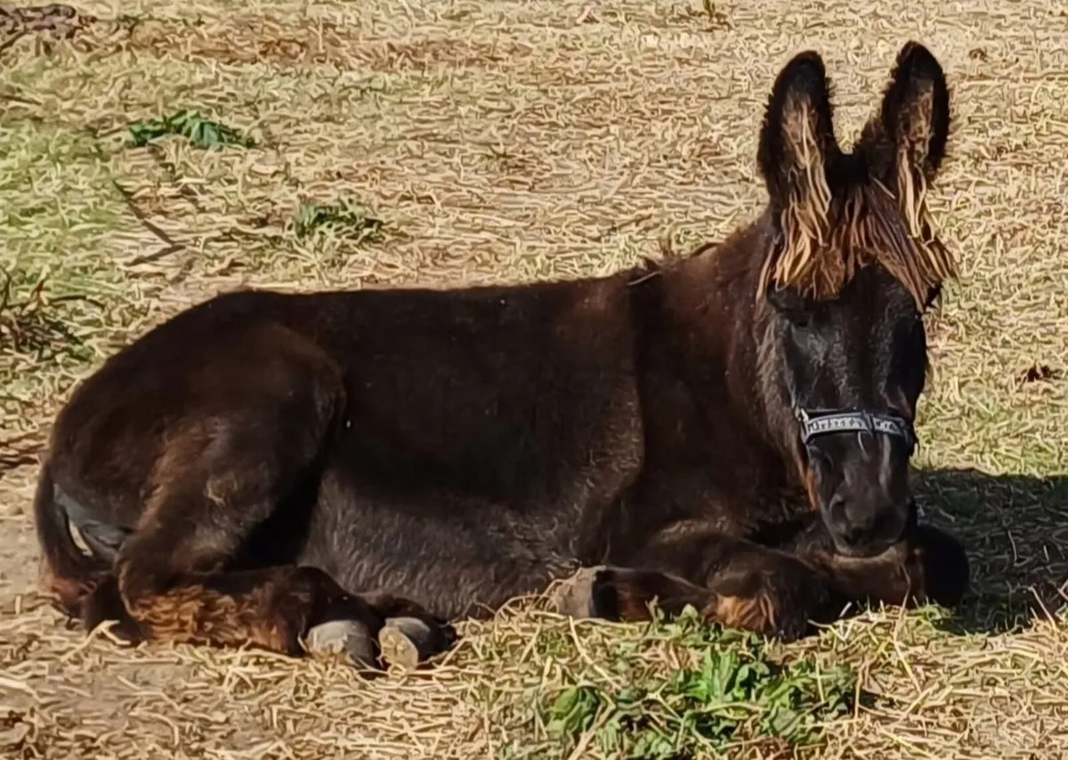 Jenny Donkey - Image 4