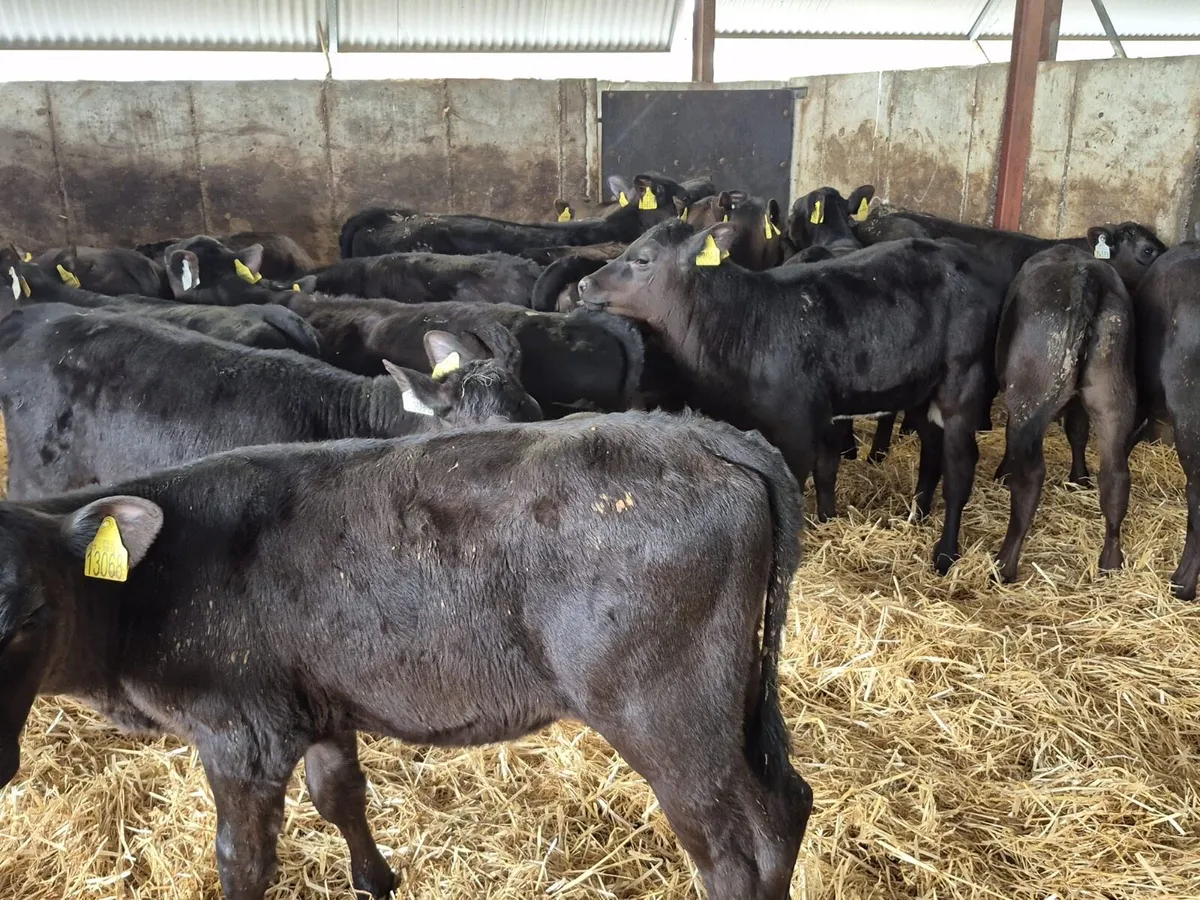 🌱20 Reared Angus Heifers Calves🌱 - Image 3