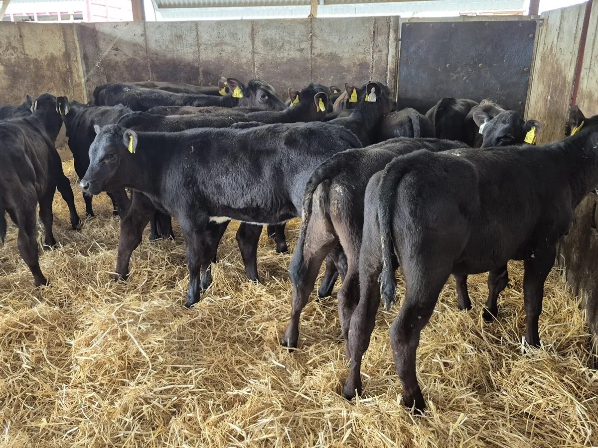 🌱20 Reared Angus Heifers Calves🌱 - Image 4