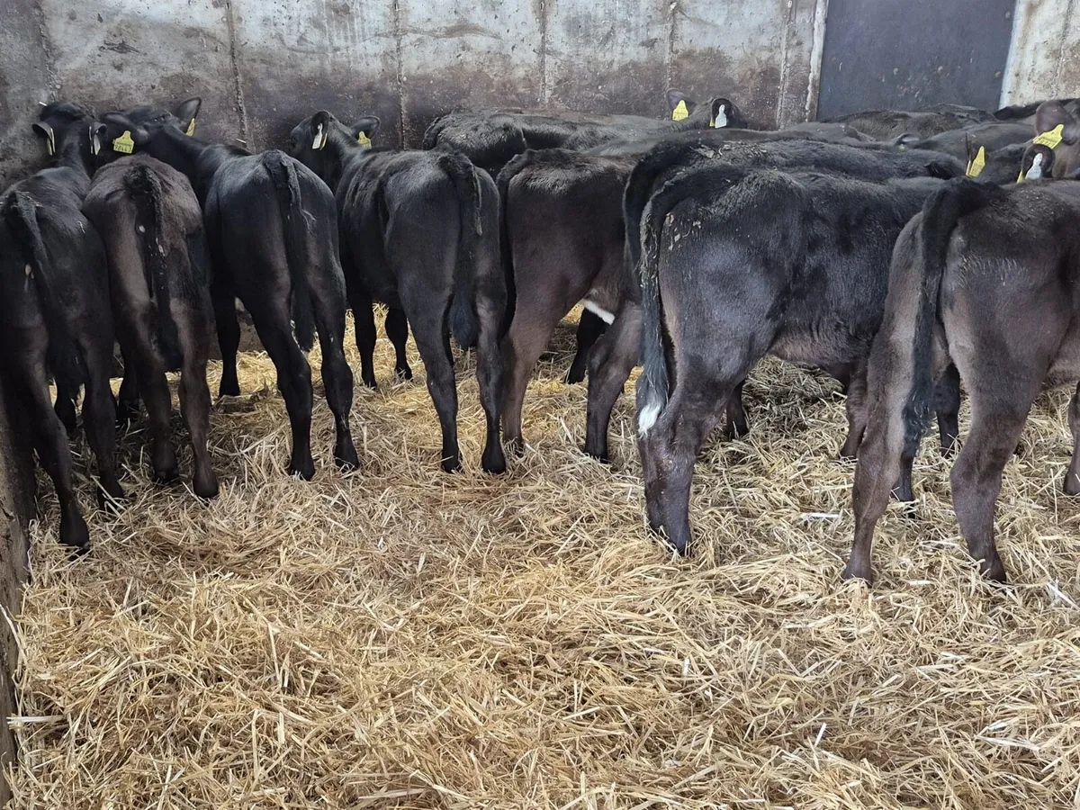 🌱20 Reared Angus Heifers Calves🌱 - Image 2