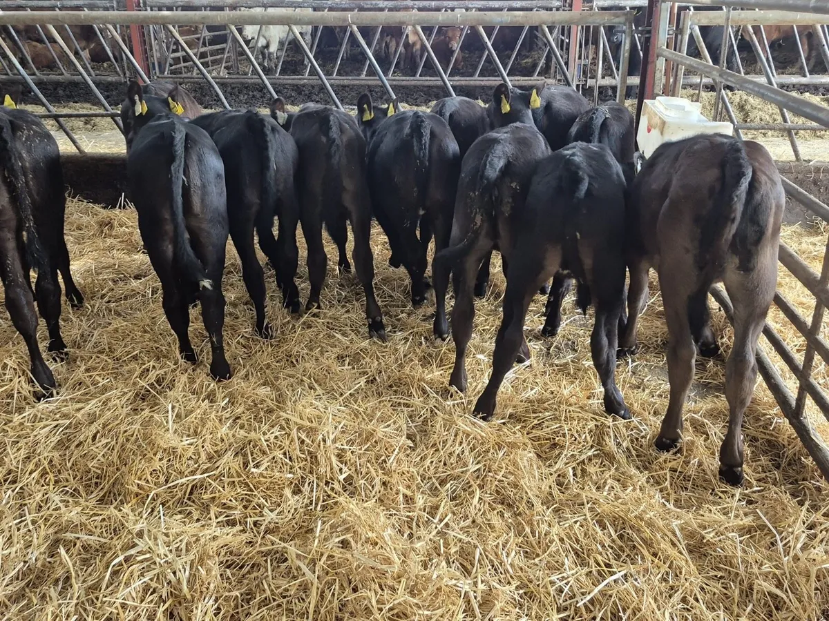 🌱20 Reared Angus Heifers Calves🌱 - Image 1