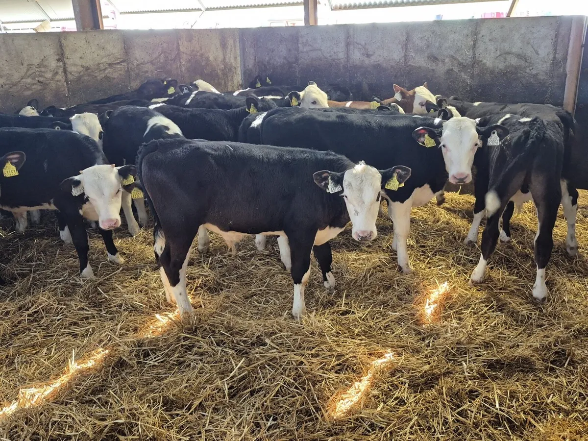 🌱Angus & Hereford Grass Calves 🌱 - Image 1