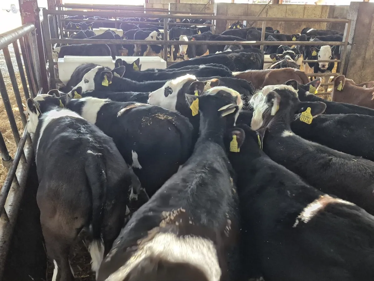 🌱Angus & Hereford Grass Calves 🌱 - Image 3