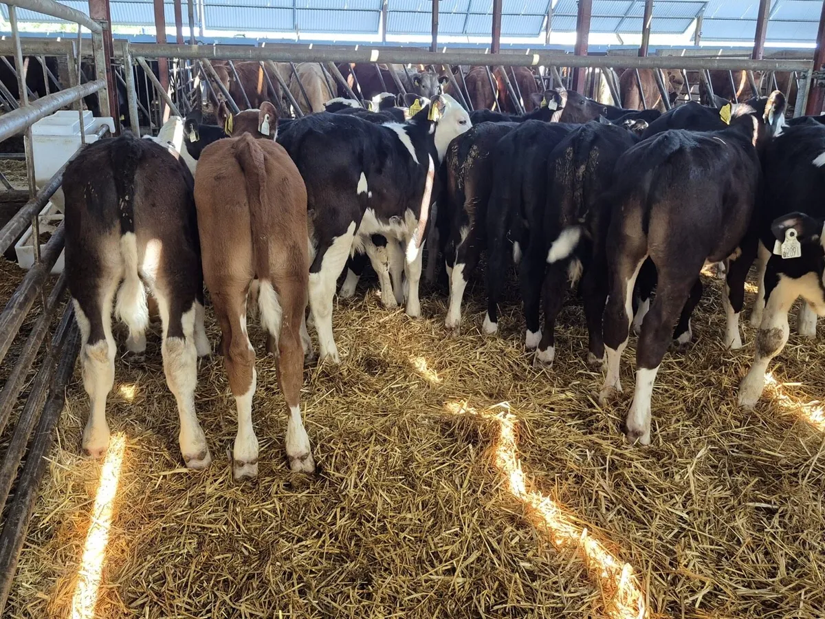 🌱Angus & Hereford Grass Calves 🌱 - Image 4