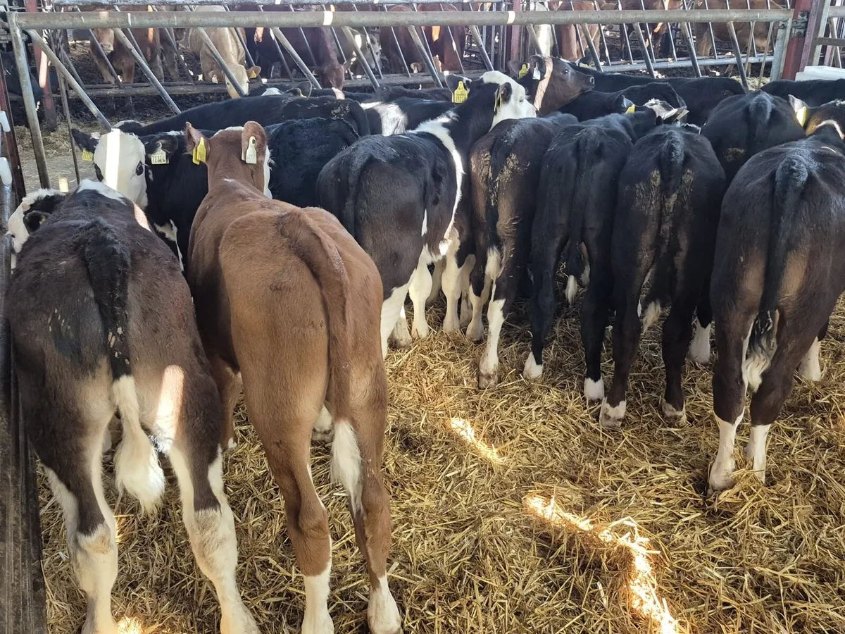 🌱Angus & Hereford Grass Calves 🌱 - Image 2