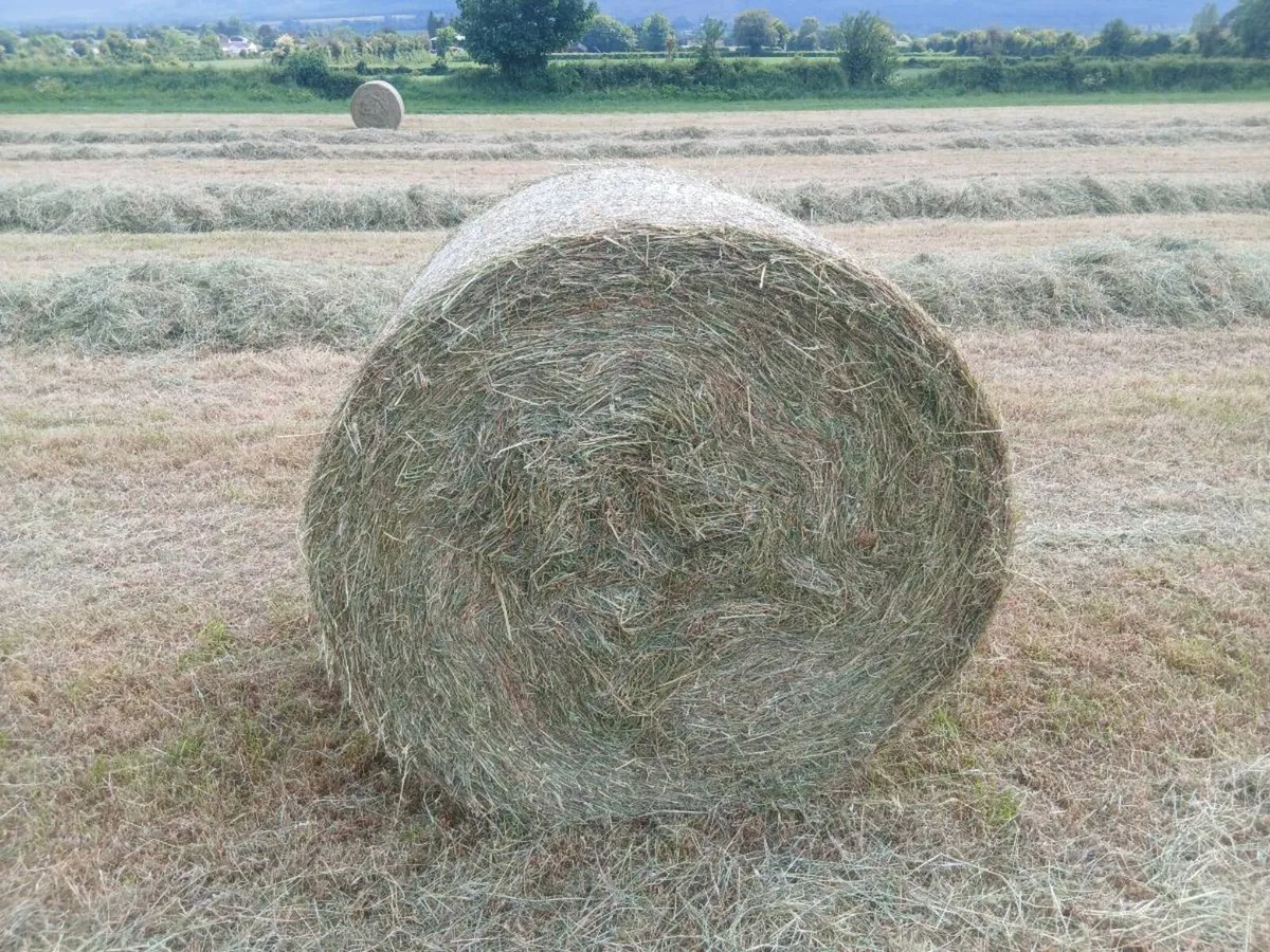 HAY FOR SALE - Image 1