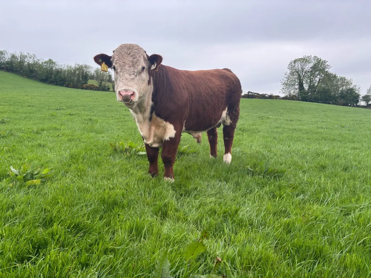 PBR Hereford Bull - Image 3