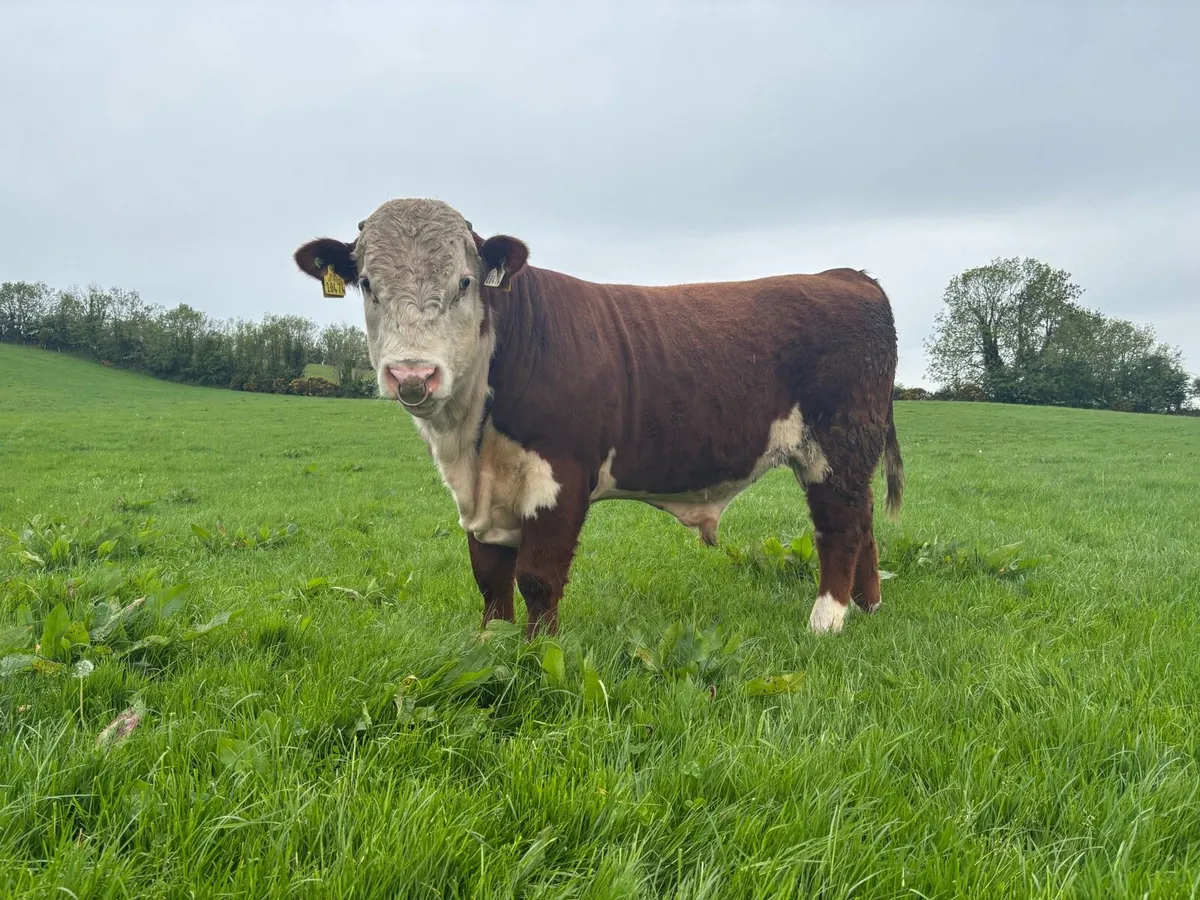 PBR Hereford Bull - Image 1