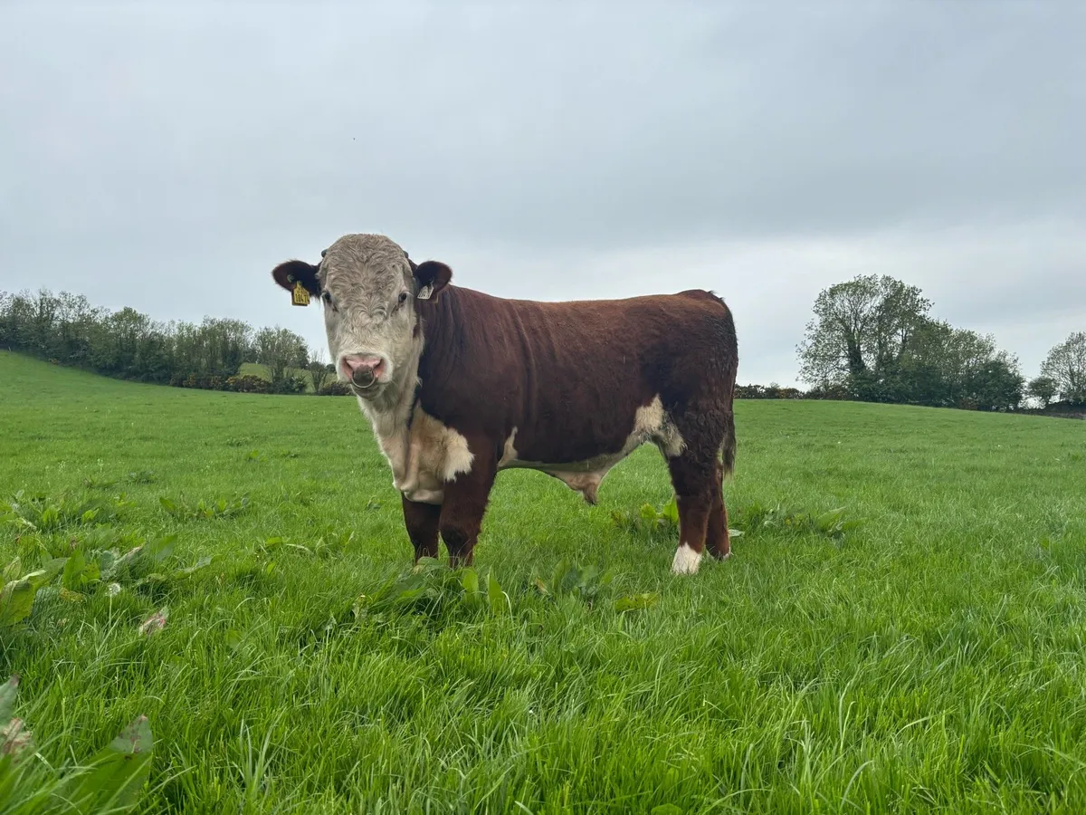 PBR Hereford Bull - Image 2