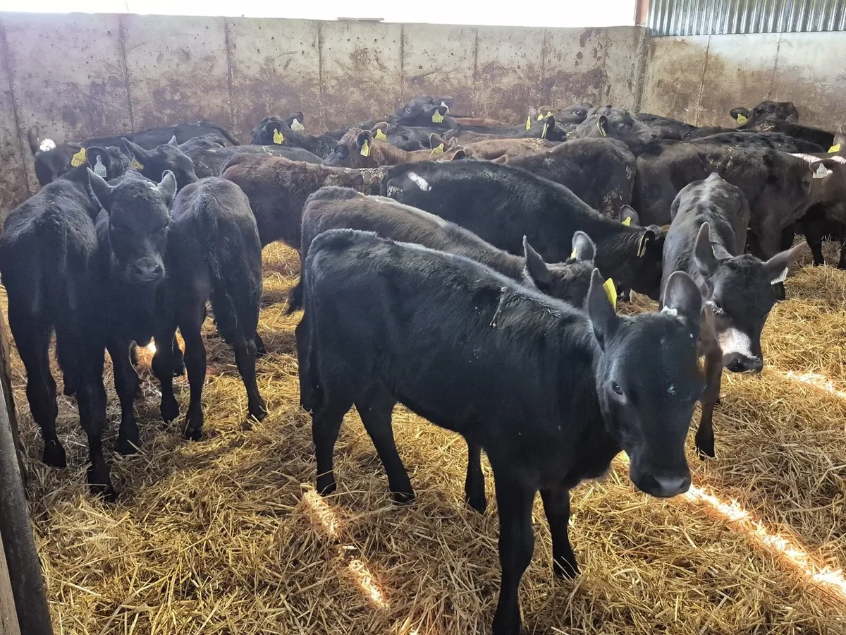 26 Angus Heifer Calves 8 weeks old - Image 2