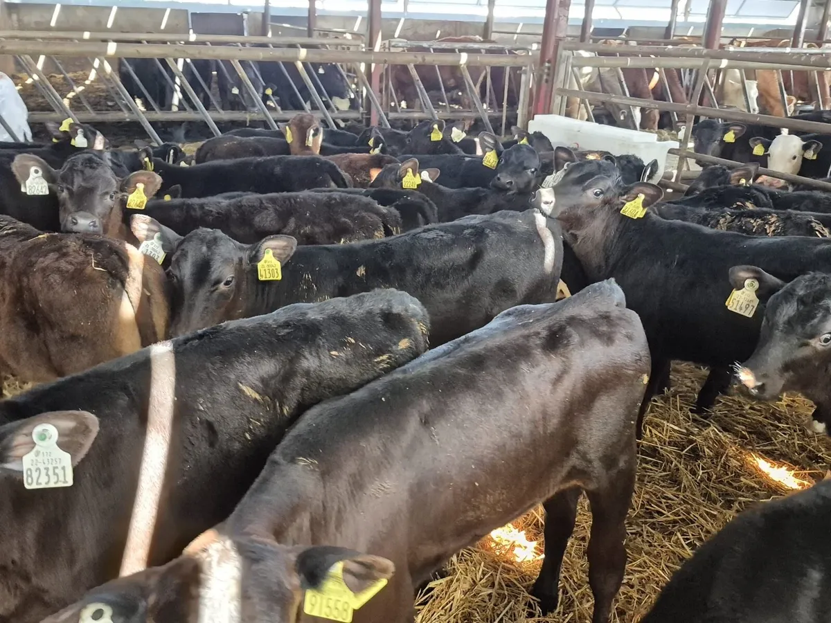 26 Angus Heifer Calves 8 weeks old - Image 3