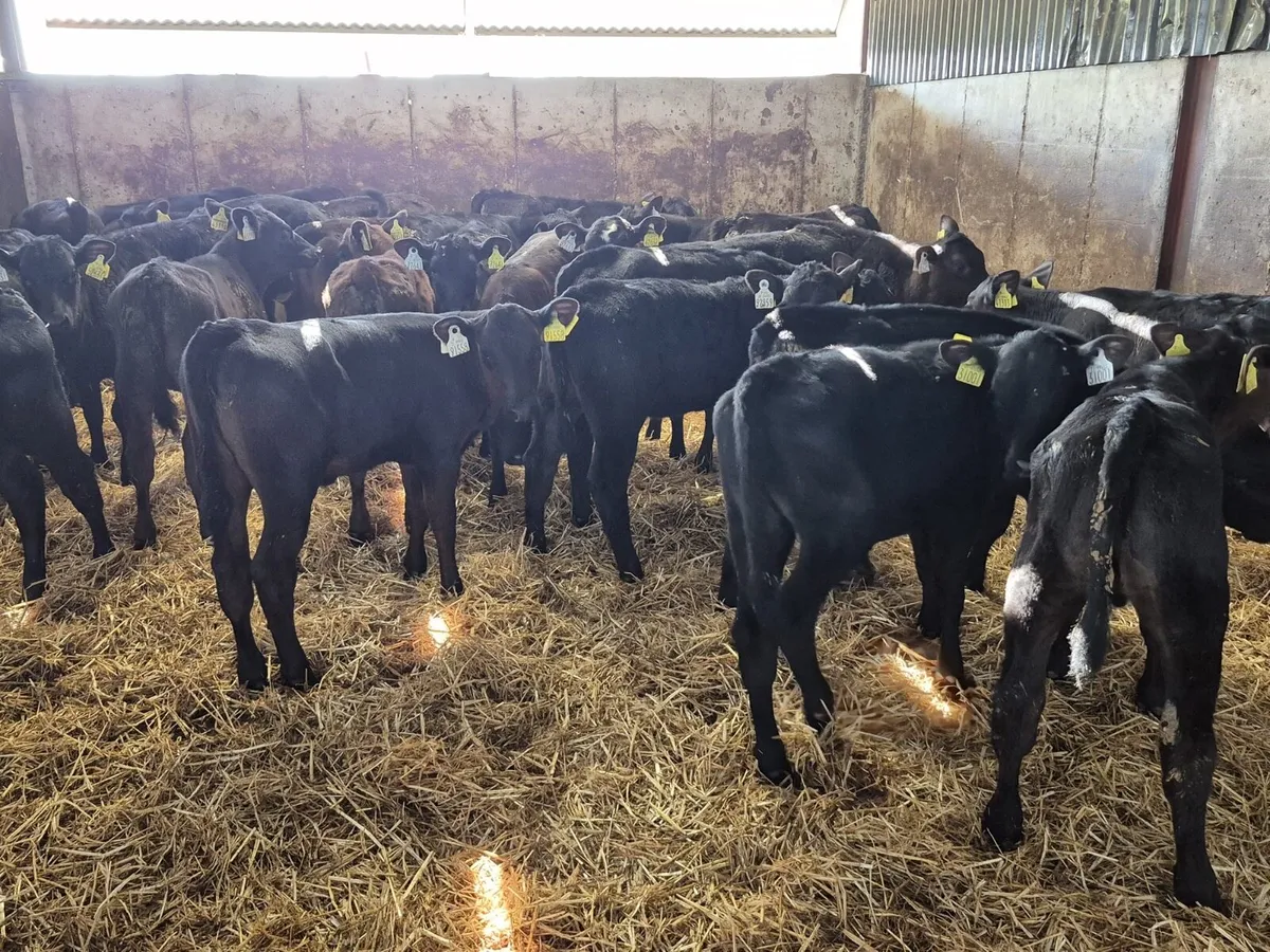 26 Angus Heifer Calves 8 weeks old - Image 4