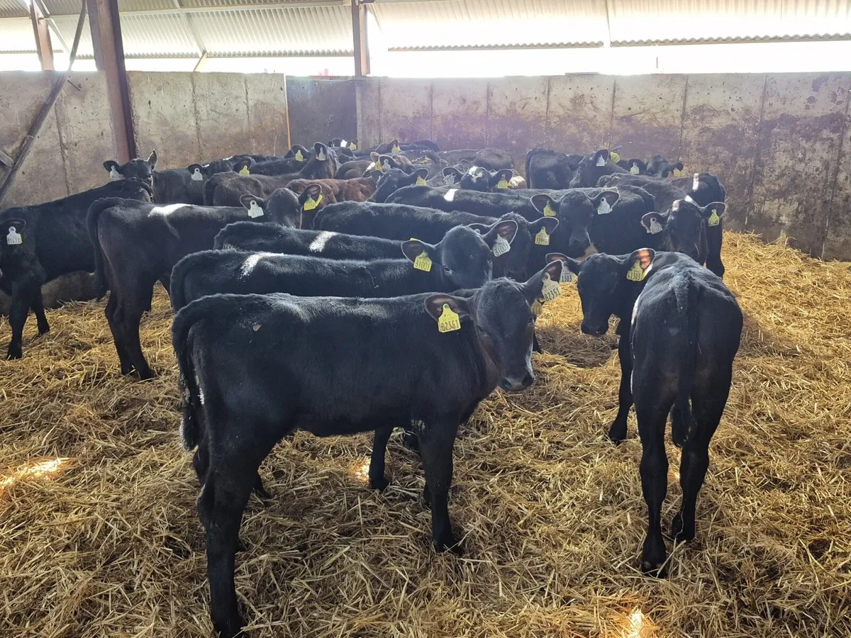 26 Angus Heifer Calves 8 weeks old - Image 1