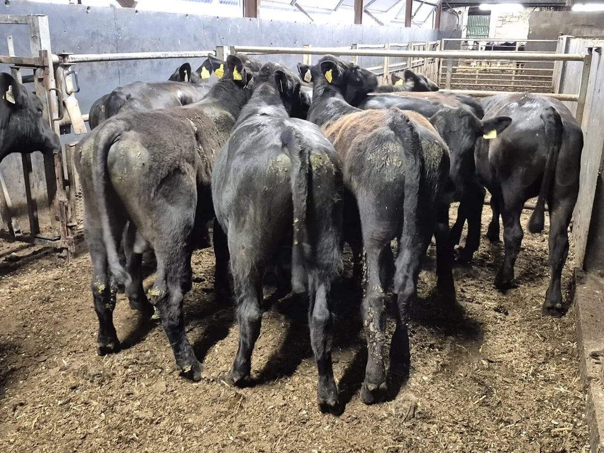 10 Angus Bullocks - Image 2