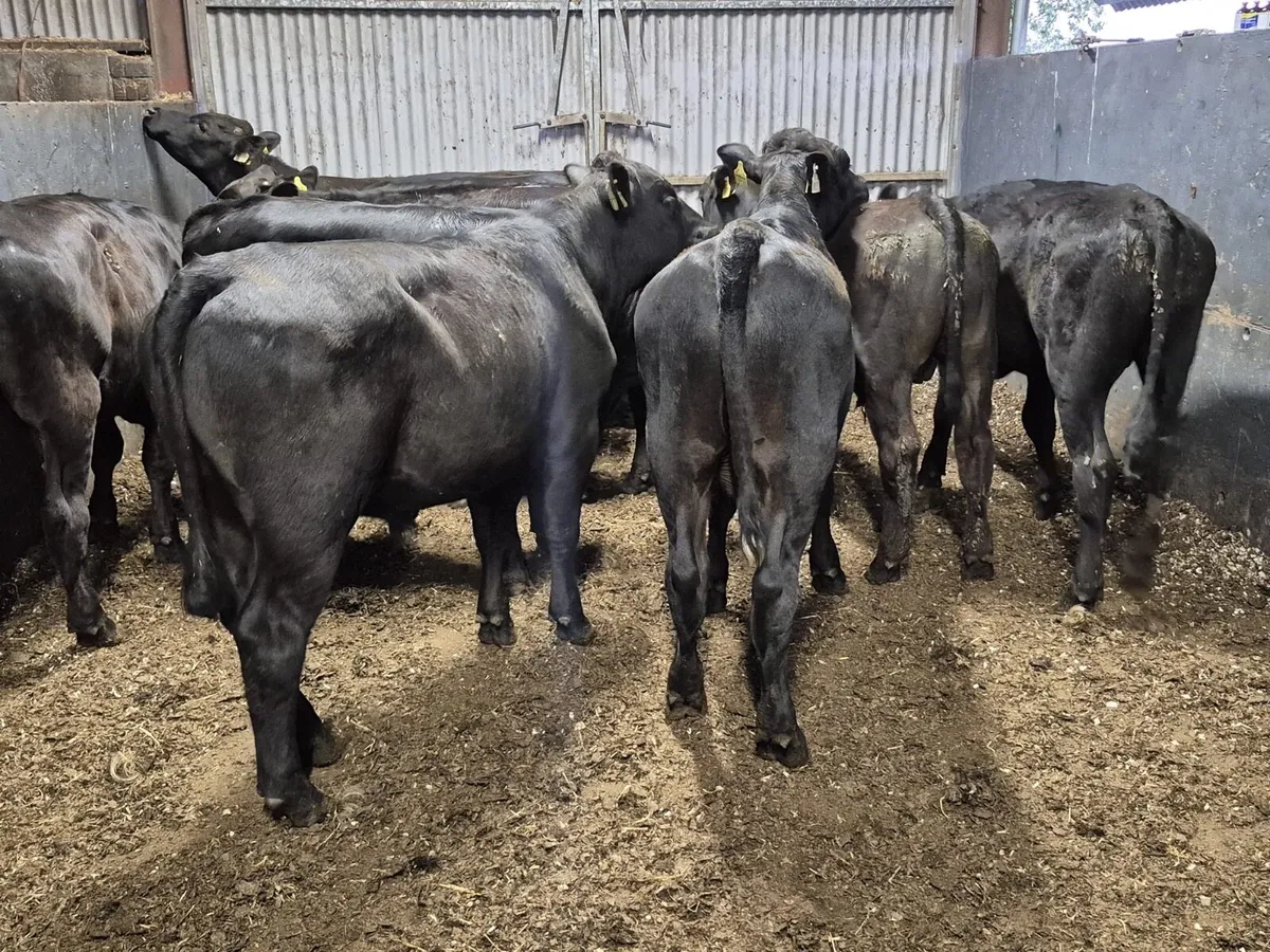 10 Angus Bullocks - Image 3