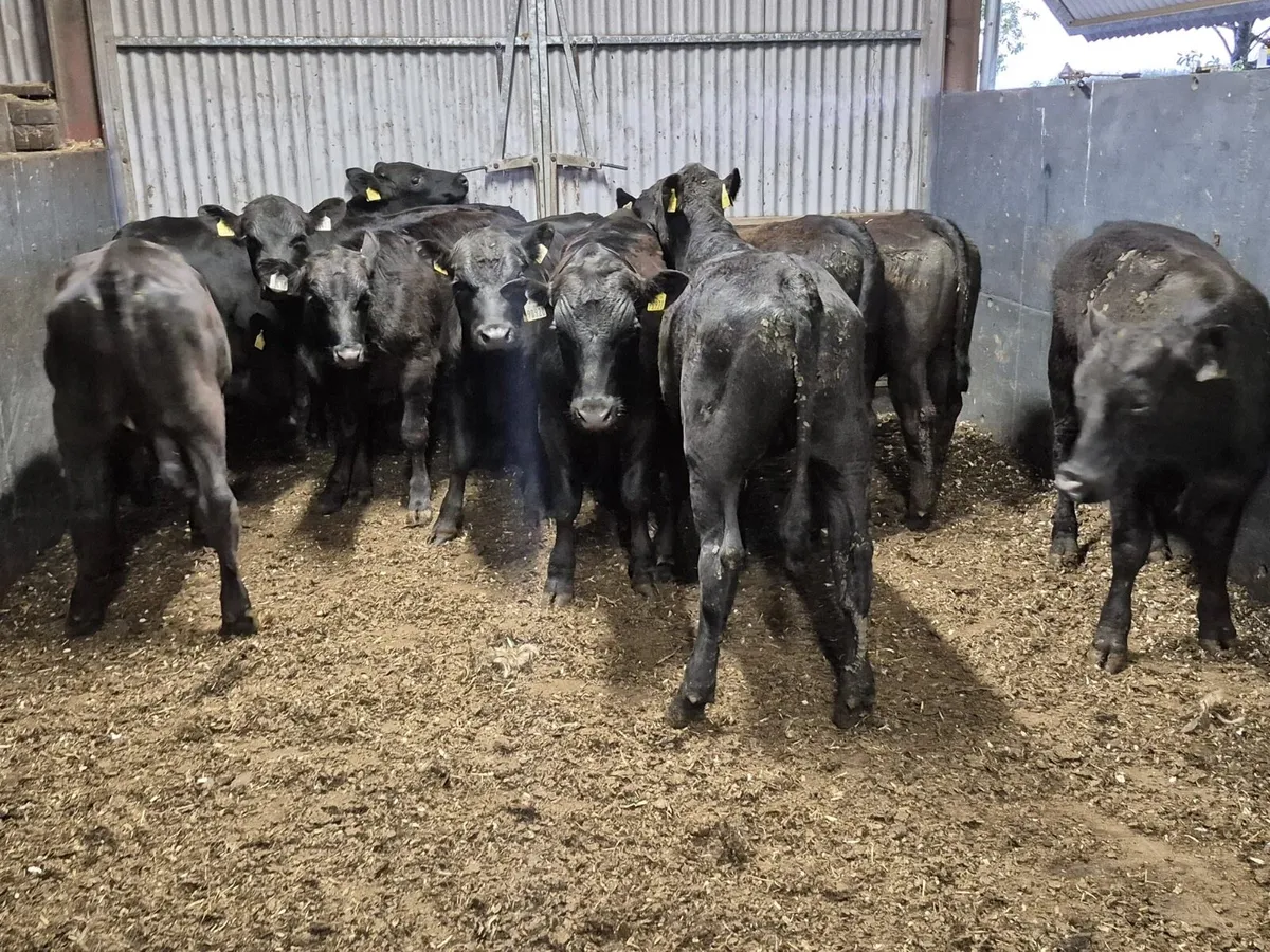 10 Angus Bullocks - Image 4