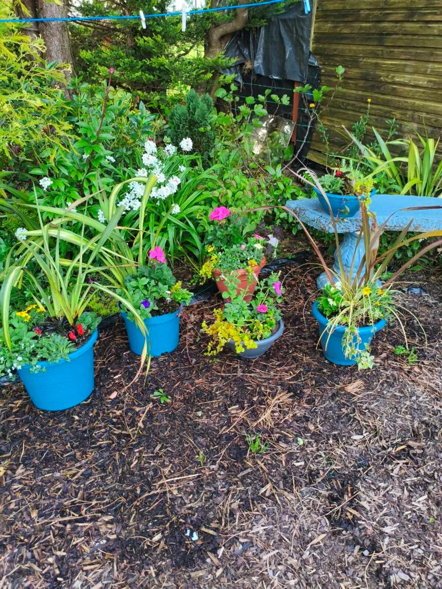 Beautiful freshly made pots,2 for 25 - Image 3