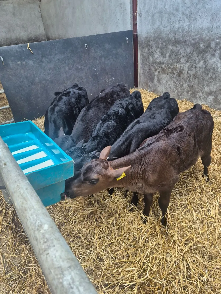 Angus calves - Image 1