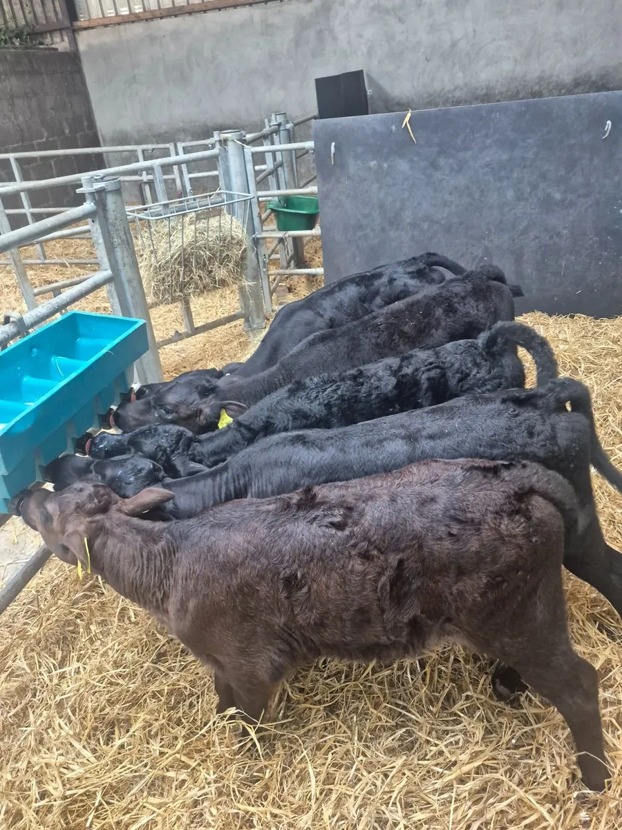 Angus calves - Image 2