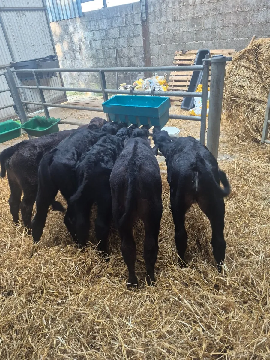 Angus calves - Image 3